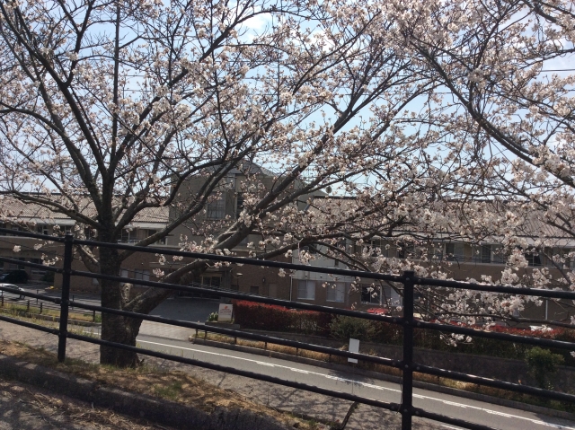 やすらぎの家　春便り♪
